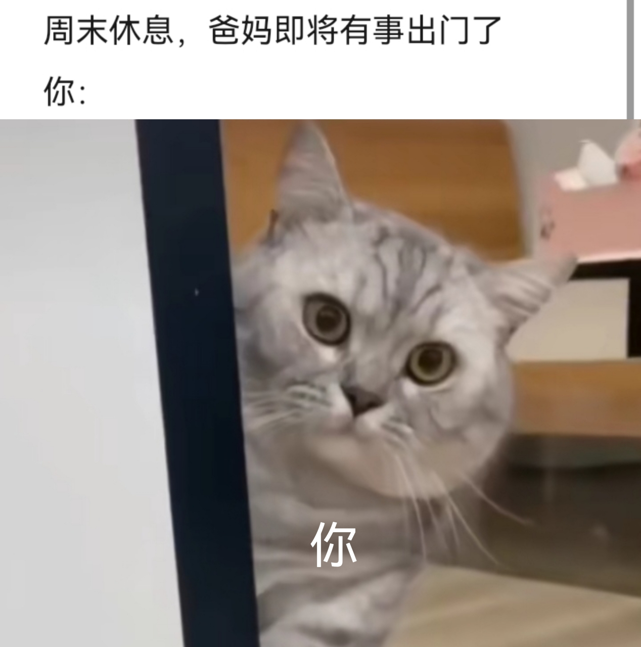 三只搞笑的猫咪:小心老子给你一枪