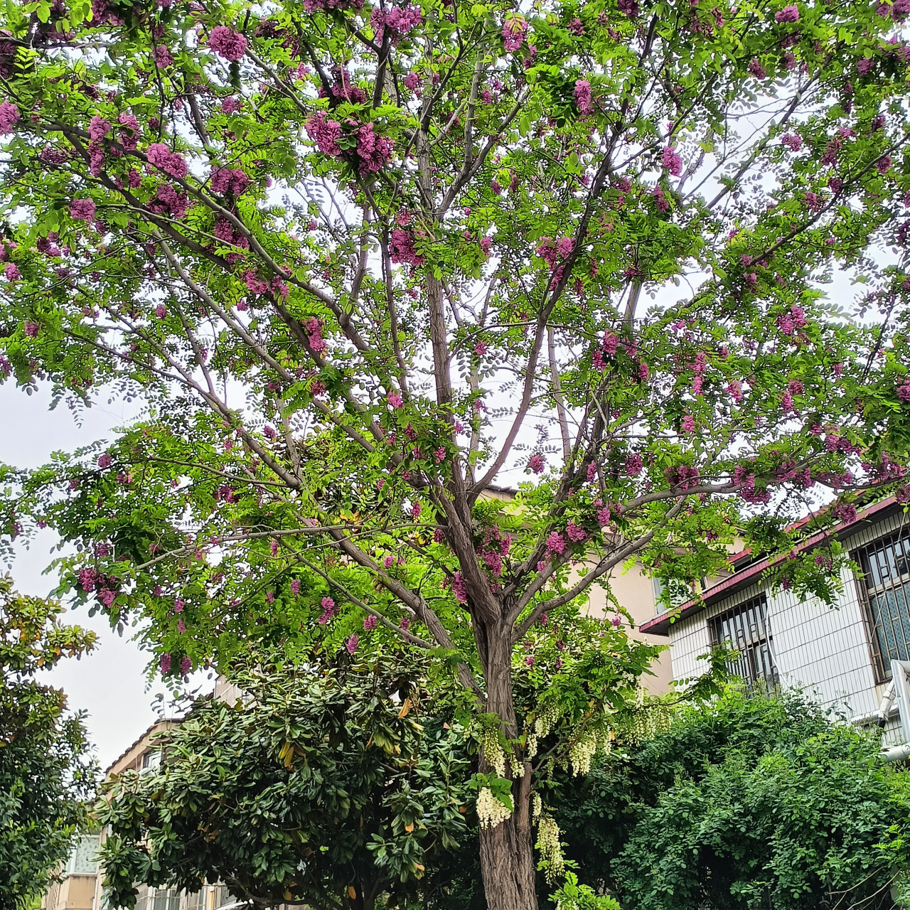 开红槐花的树图片