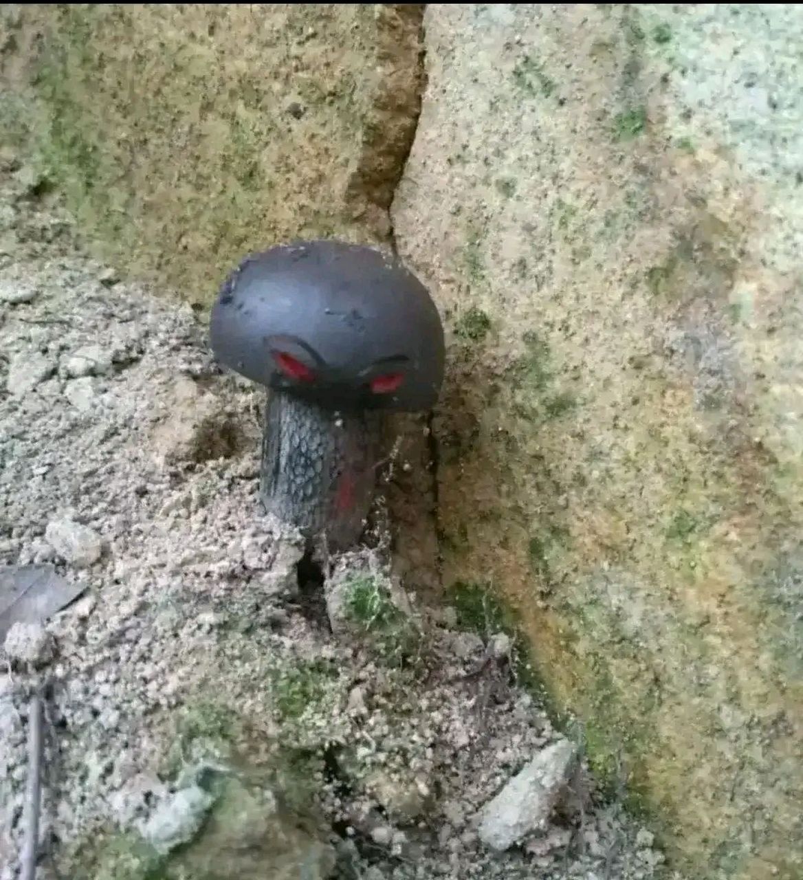 这蘑菇看着怎样那么像死神在招手啊[左捂脸]