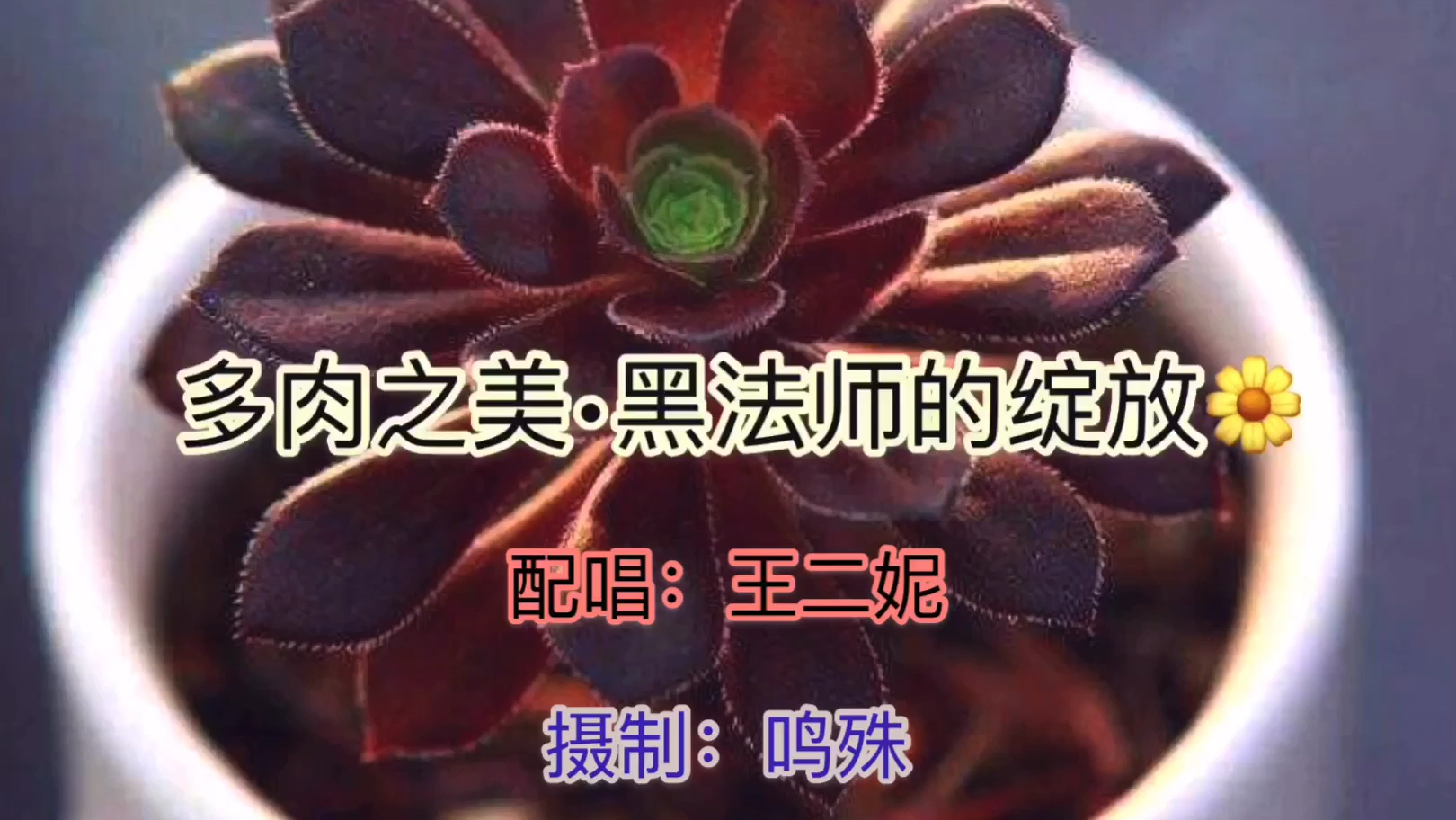 多肉之美:黑法师的绽放