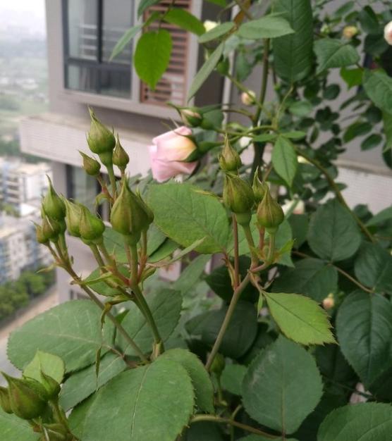 鸡粪,复合肥,骨粉怎么用?多大盆用多少?