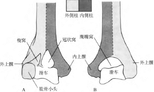 肱骨滑车位置图片