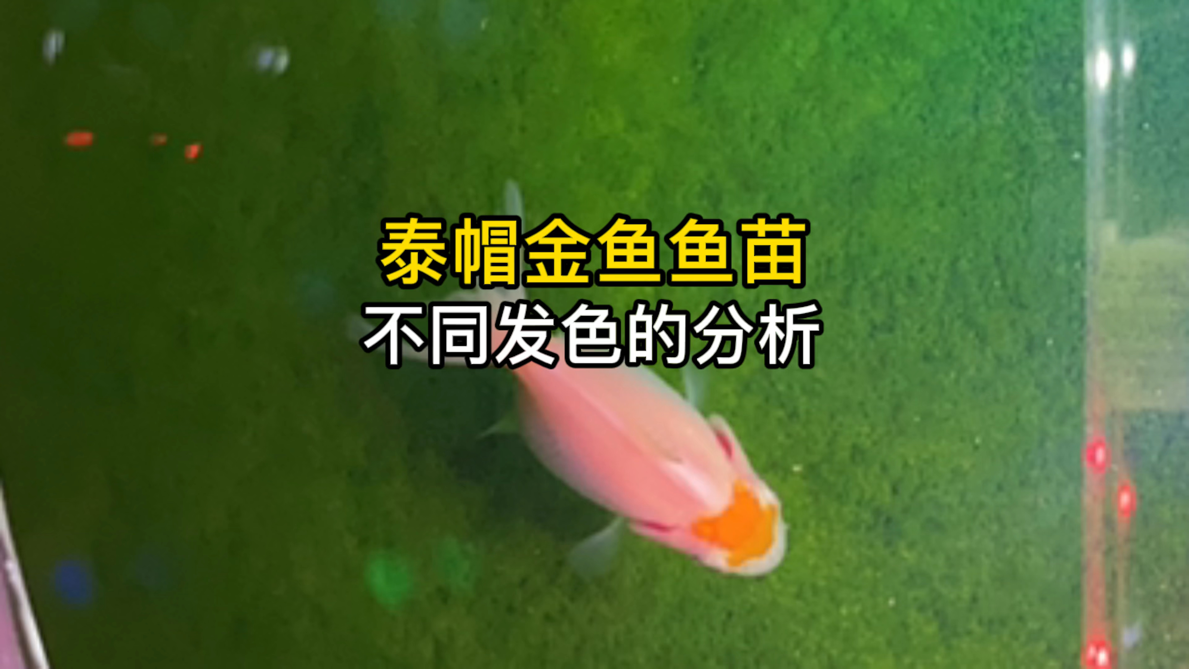 泰帽金鱼鱼苗成长中发色的过程,不同发色的分析