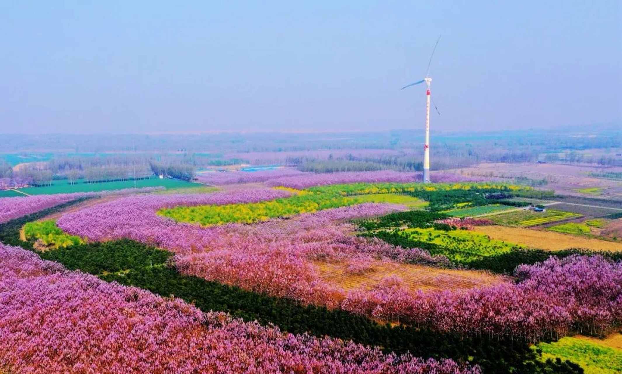 人间四月芳菲尽,兰考桐花始盛开.