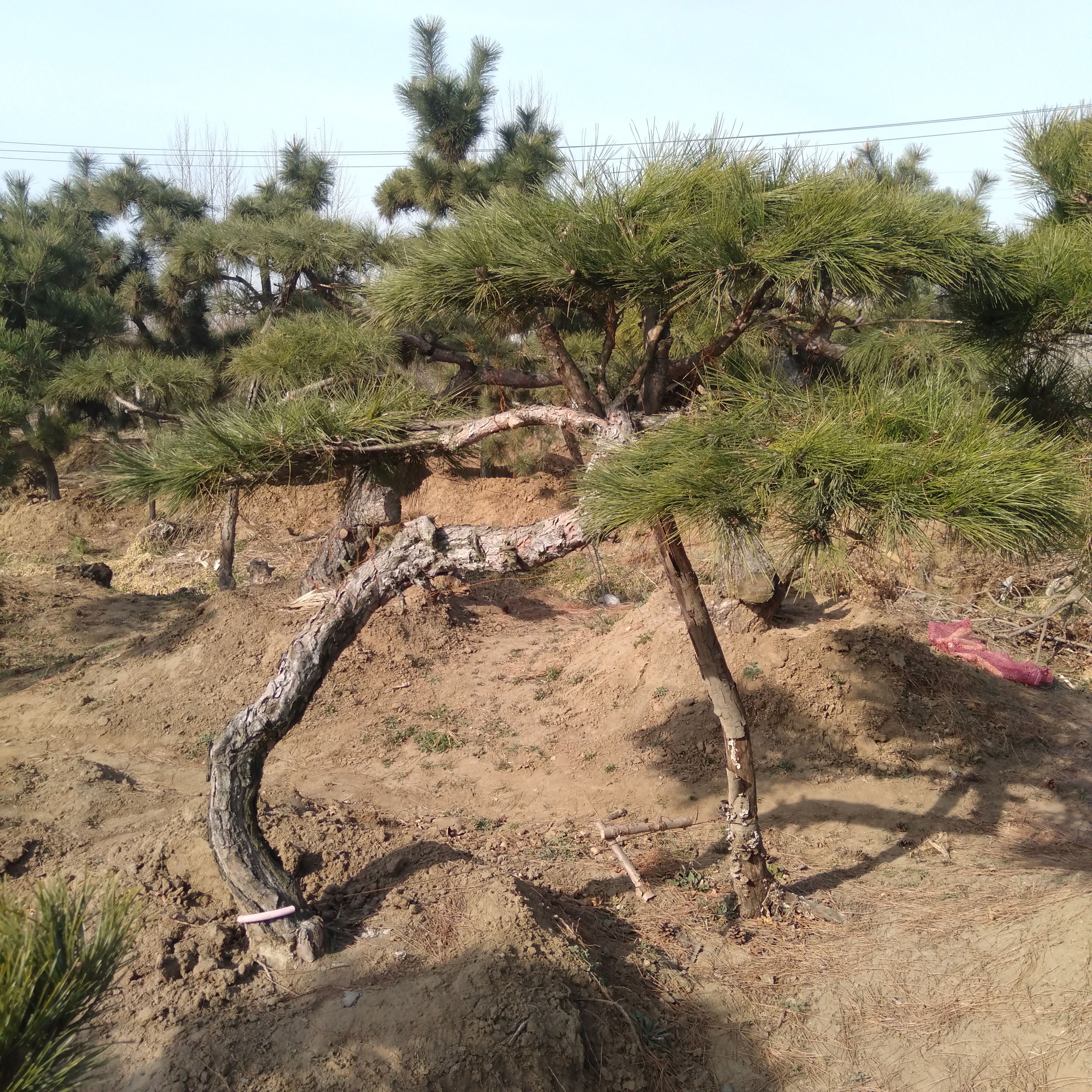 山采老桩黑松盆景