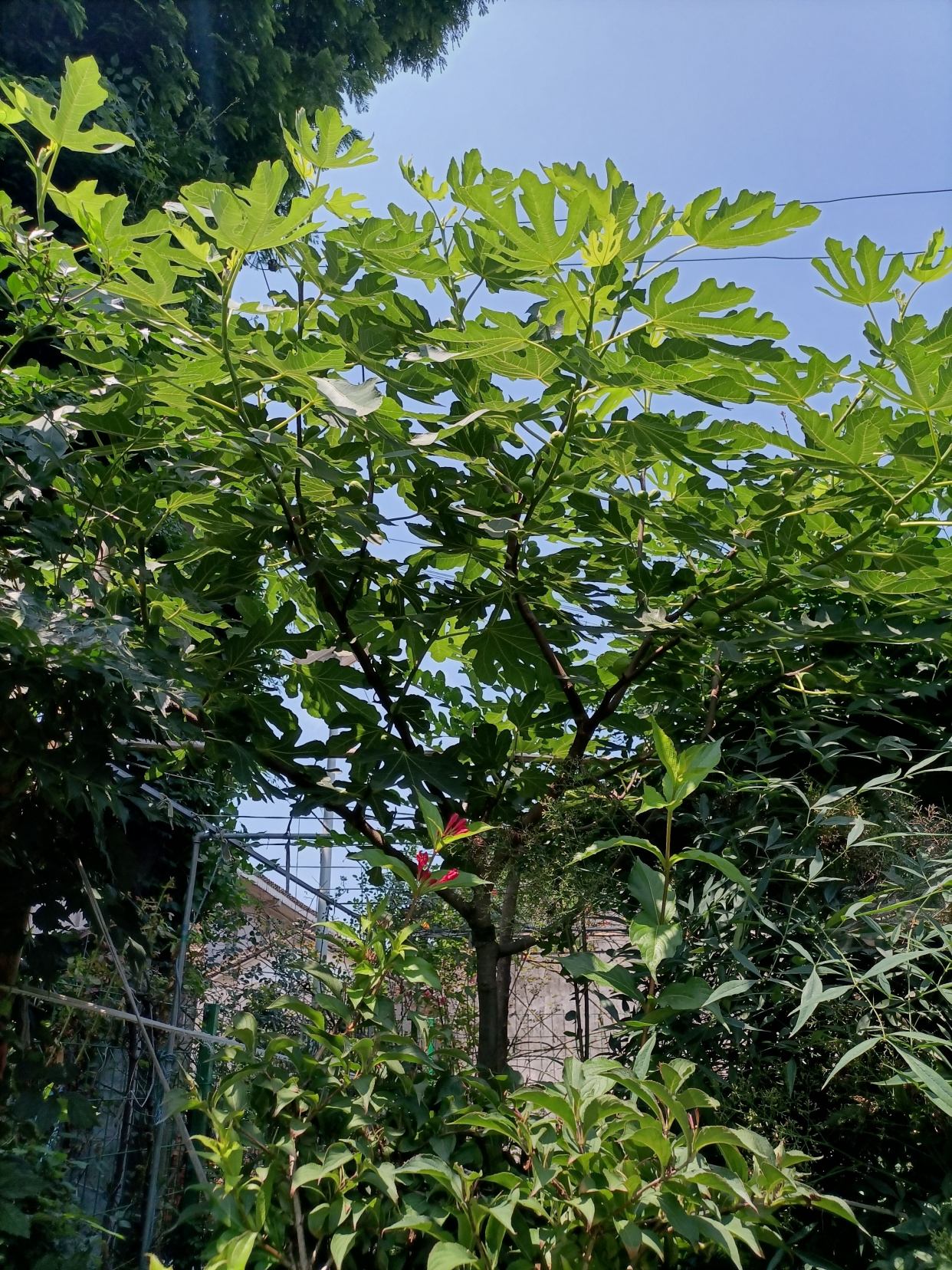 营养丰富的无花果树