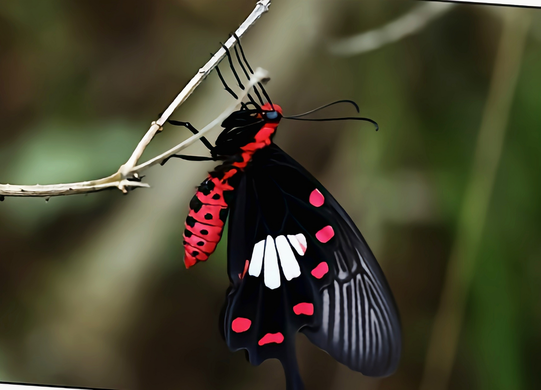 每天认识一种昆虫——红珠凤蝶 红珠凤蝶,别名红腹凤蝶,红纹曙凤蝶. 