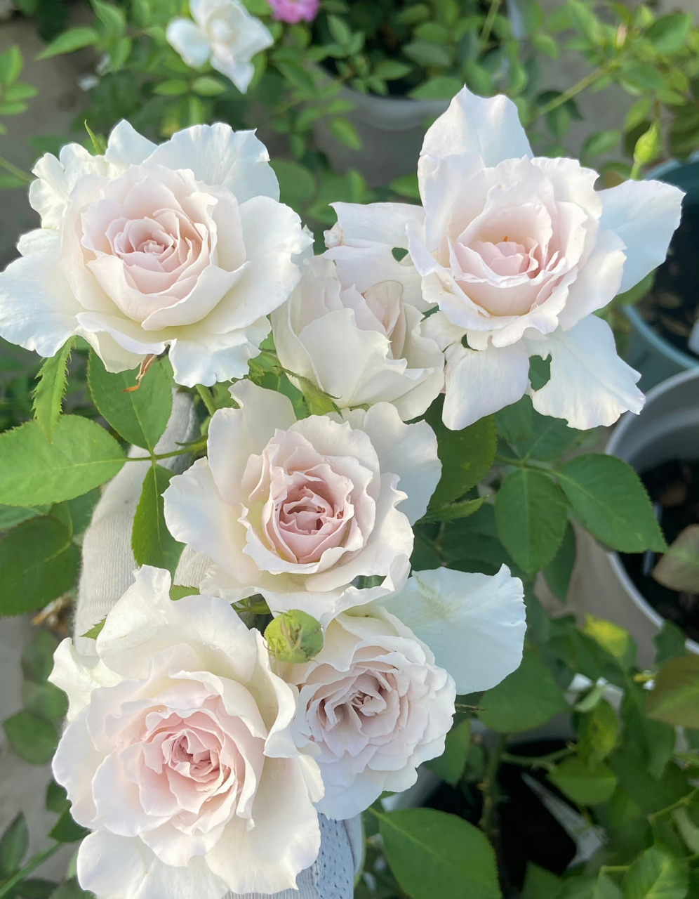 莎菲天使是日本河本纯子育种的一款月季,植株高度在120厘米左右,花朵