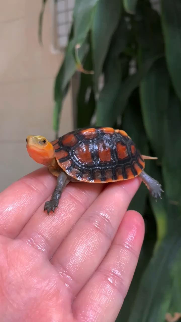 紫檀壳色的小安缘龟