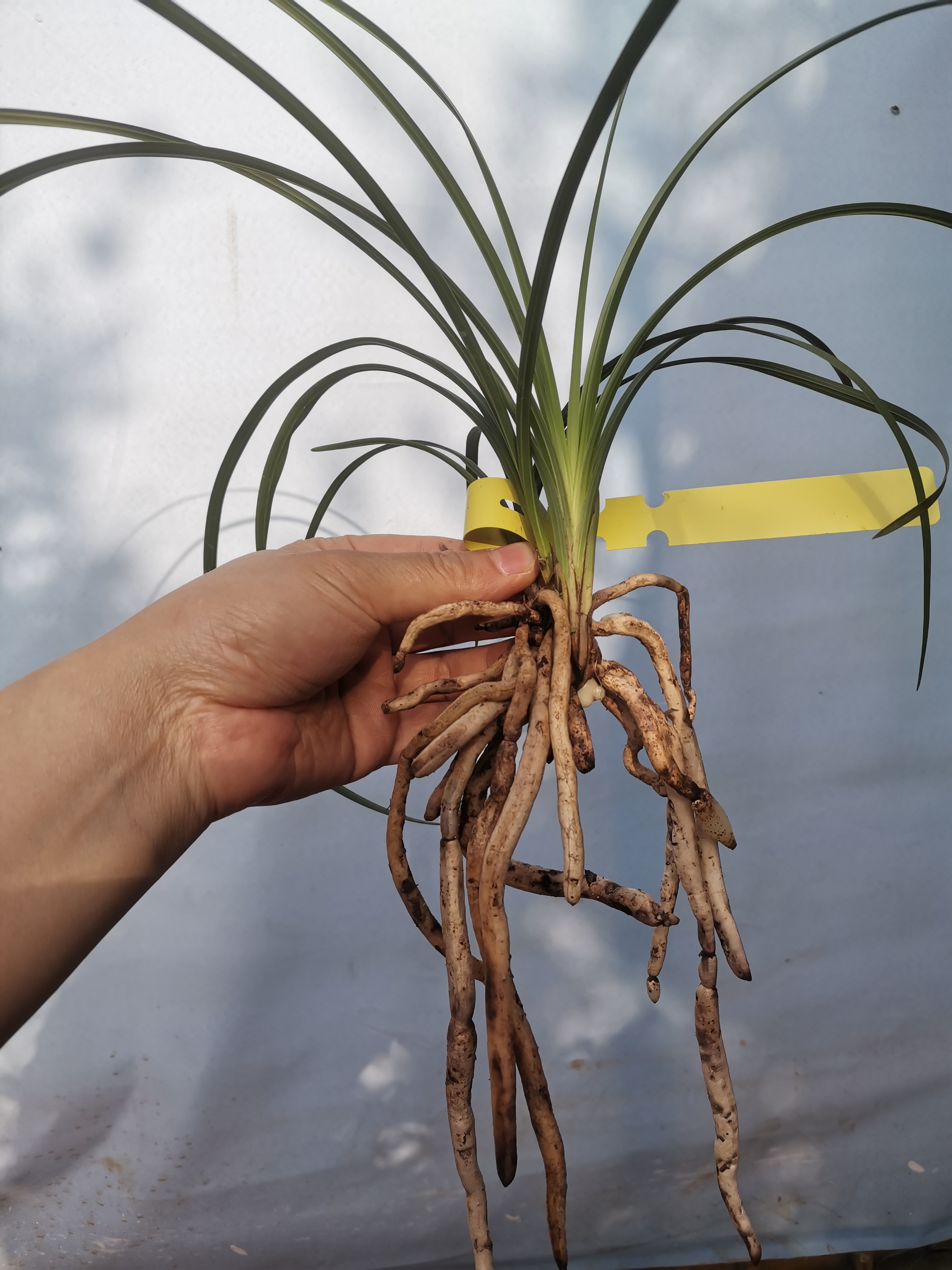 老种蕙兰大叠彩