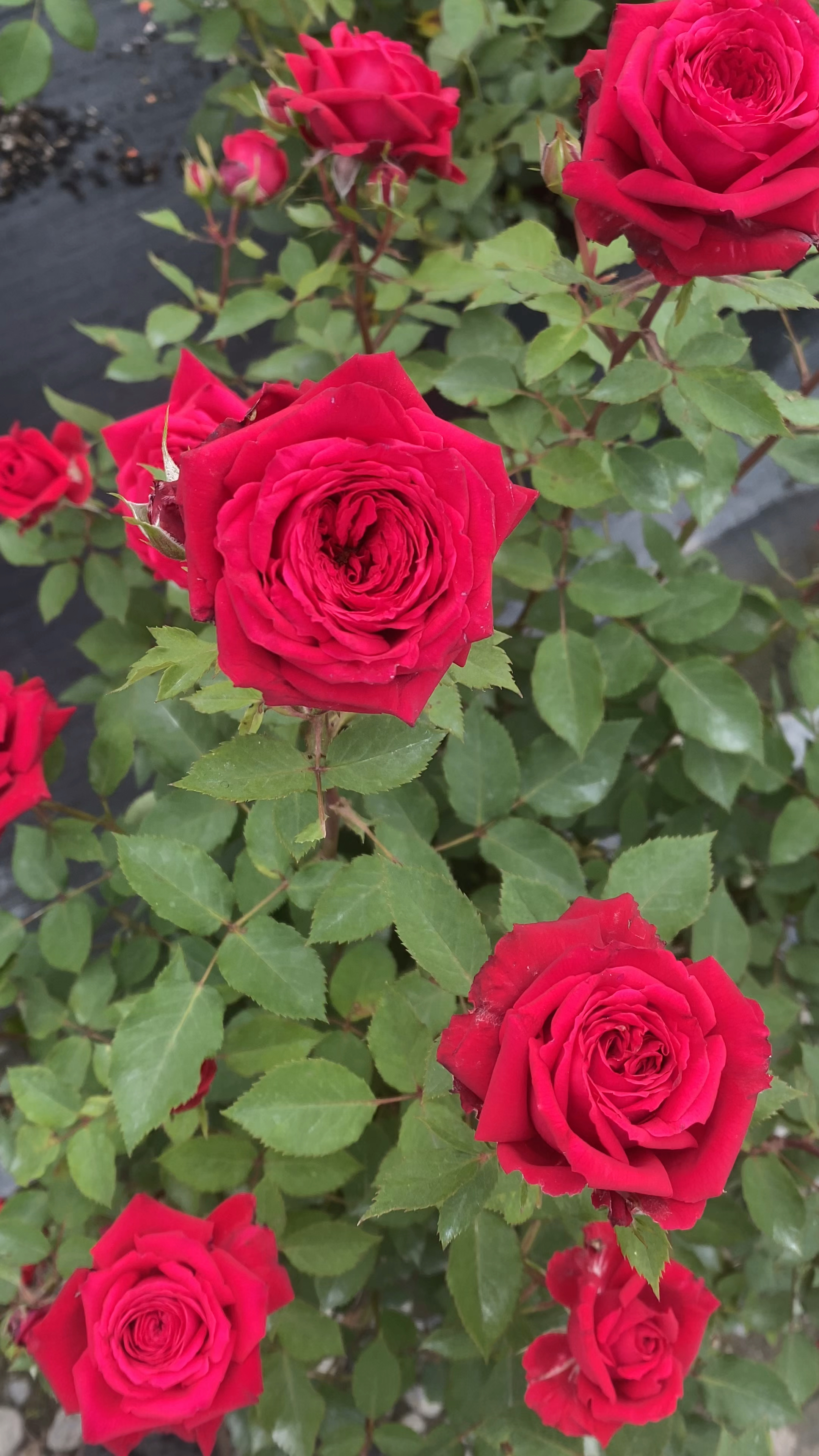 蒙特卡洛一款丰花的红色灌木月季不仅植株矮壮而且直立好抗性好香味淡