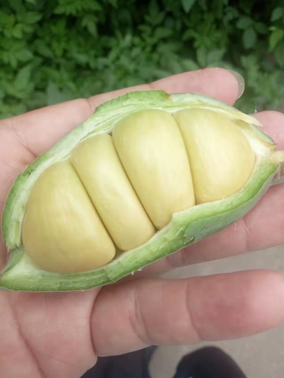 苹婆果树会不会在广州变成稀有物种 我喜欢生吃里面的嫩肉,有点莲子