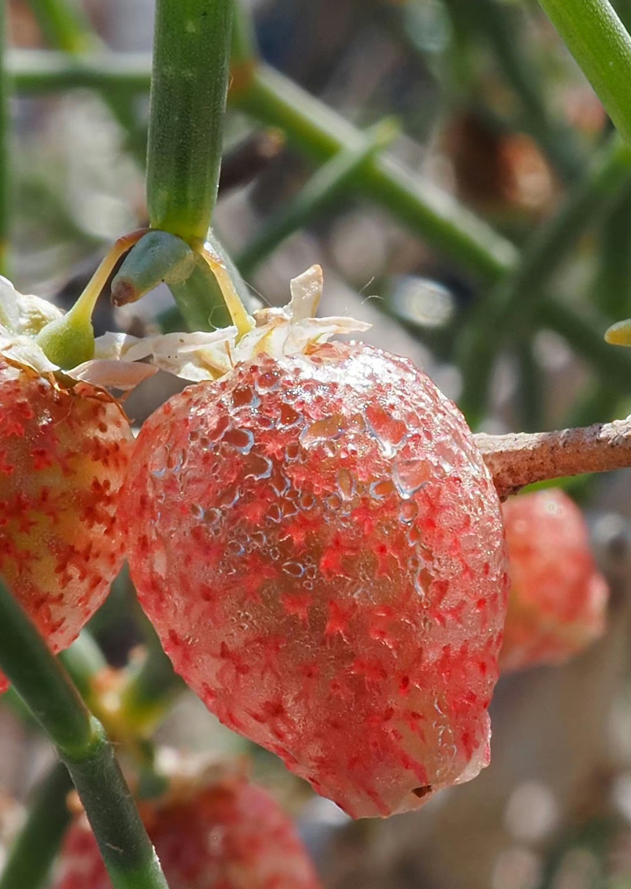 泡果沙拐枣 calligonum junceum蓼科 沙拐枣属 .永远相信努力的价值,