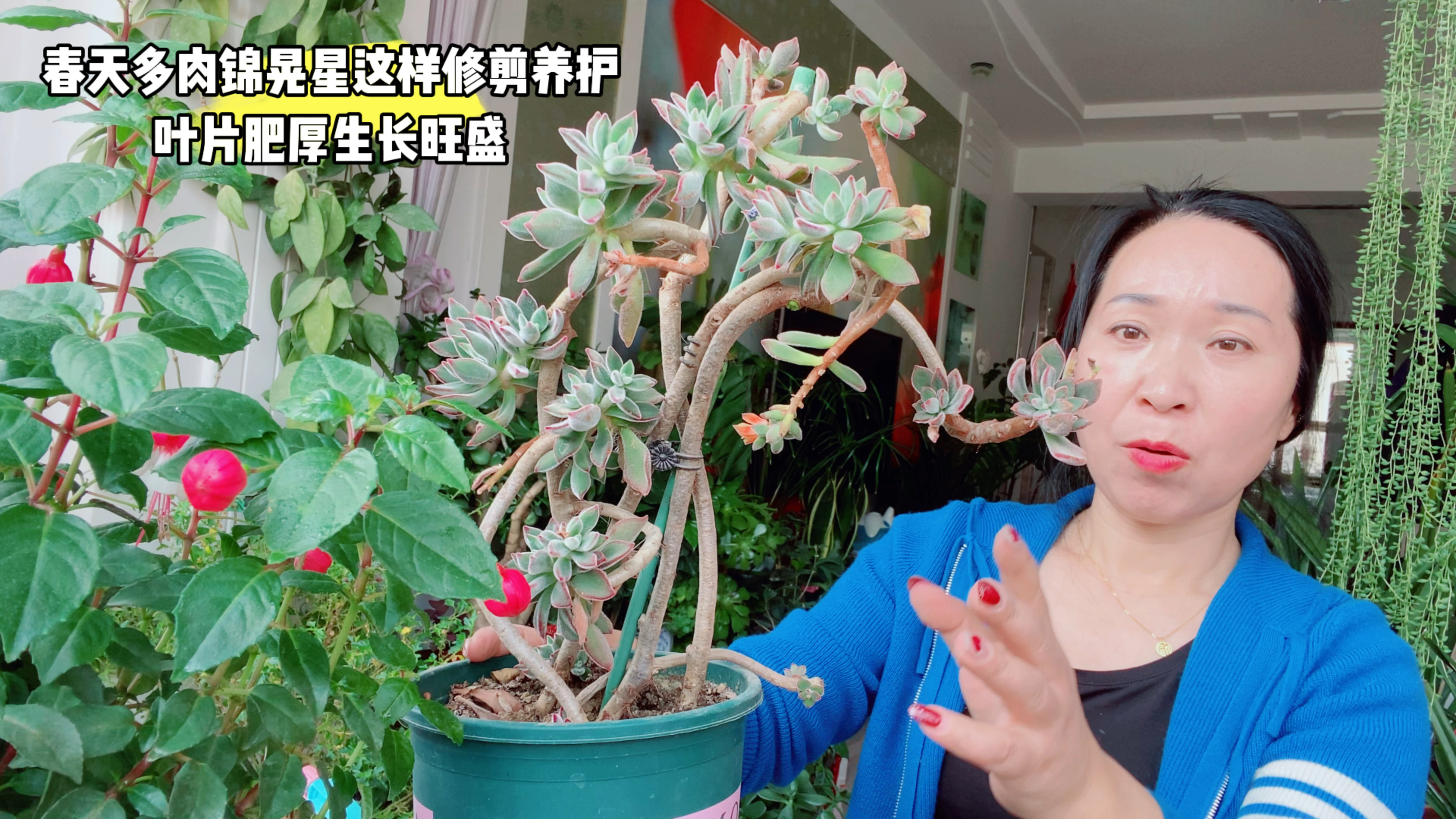 春天多肉锦晃星这样修剪,叶片肥厚生长旺盛!