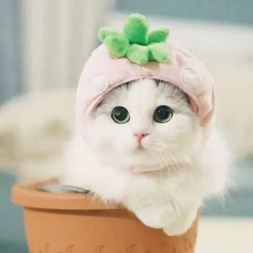 超萌宠物猫咪头像|温暖你的心