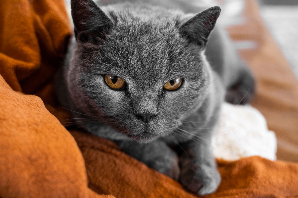 猫主人养猫后消瘦了好多,原来是因为这些原因,你可不能大意