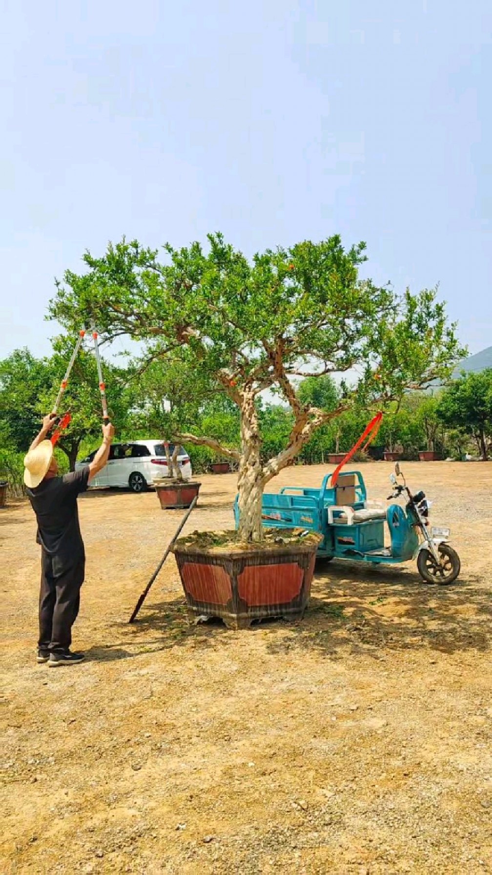 修剪大冠幅石榴树冠幅饱满粗壮旺盛修剪徒长枝条