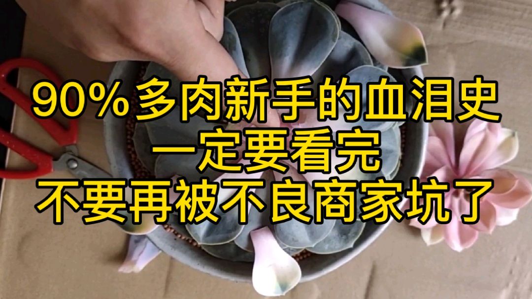多肉小白的血泪史 不良商家如何用几块钱成本的药锦收割多肉小白