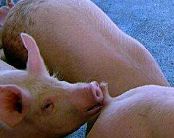 猪咬尾巴是因为营养不良吗?