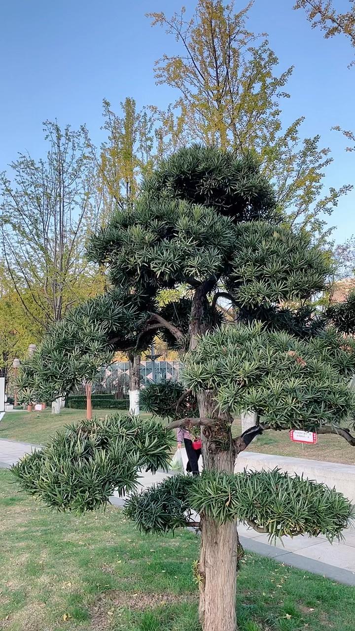 罗汗松,据说广东人的富贵树,这里如此之多!