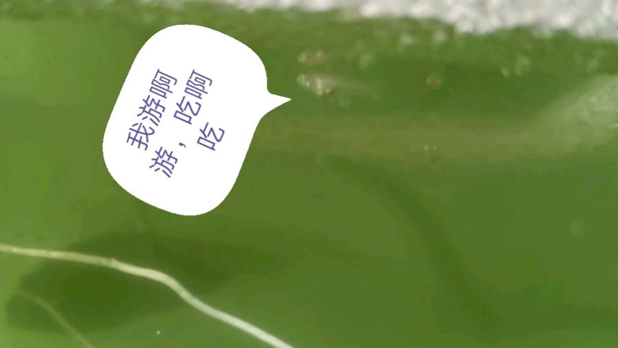 第18天,自己繁殖出来的白金礼服孔雀鱼,已经可以分公母了