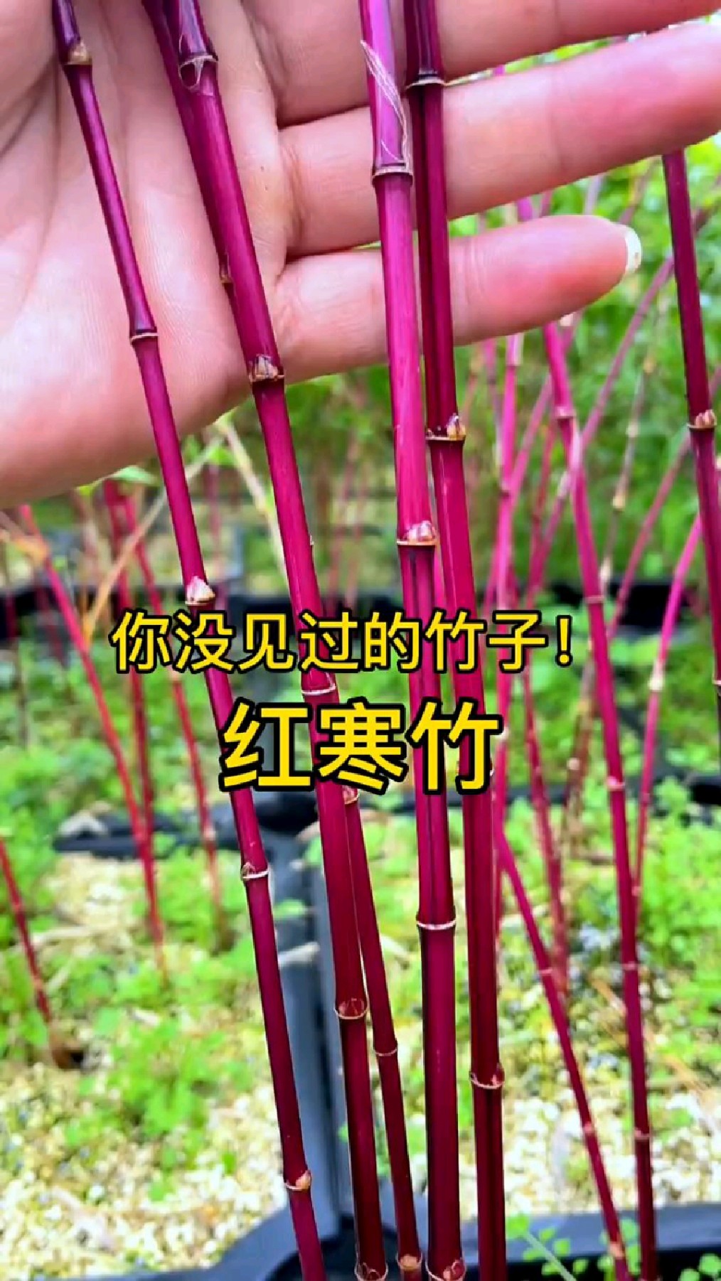 你没见过的竹子,红寒竹