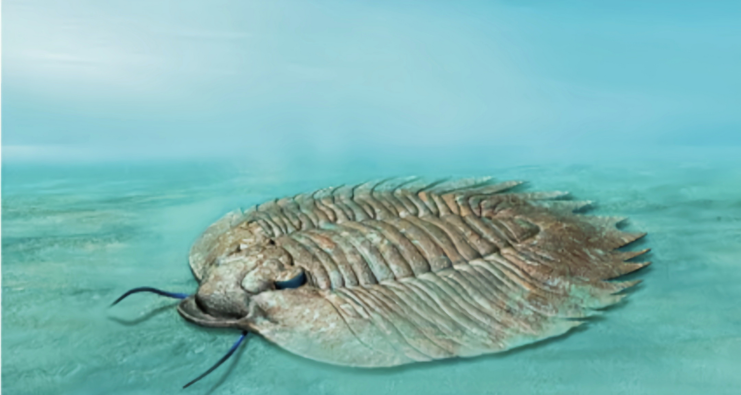 远古生物探秘——贝氏阿克丁虫 贝氏阿克丁虫是志留纪的代表性三叶虫