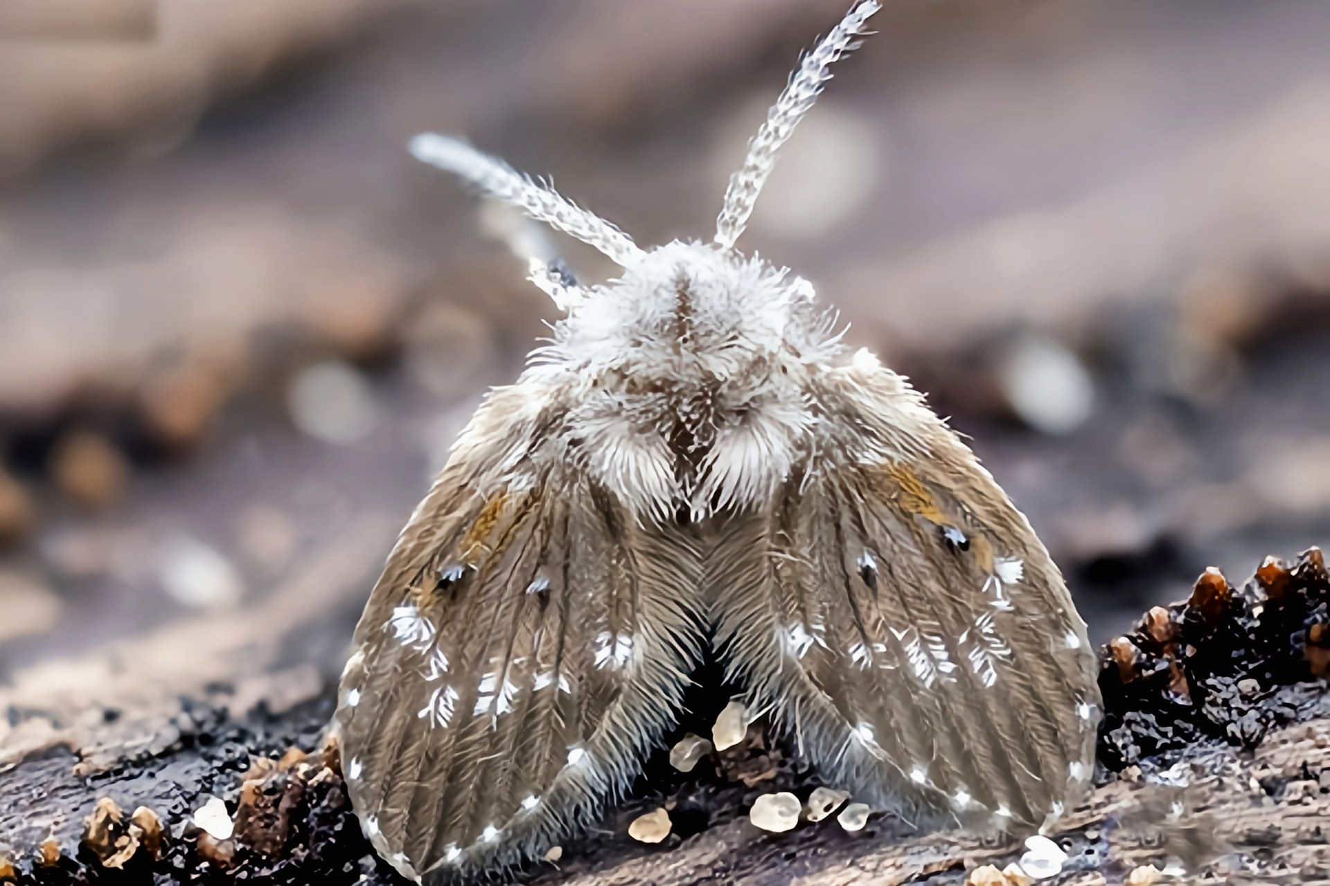 每天认识一种昆虫——星斑蛾蚋 星斑蛾蚋 别名蛾蠓,蛾蝇,侏儒娥,广泛