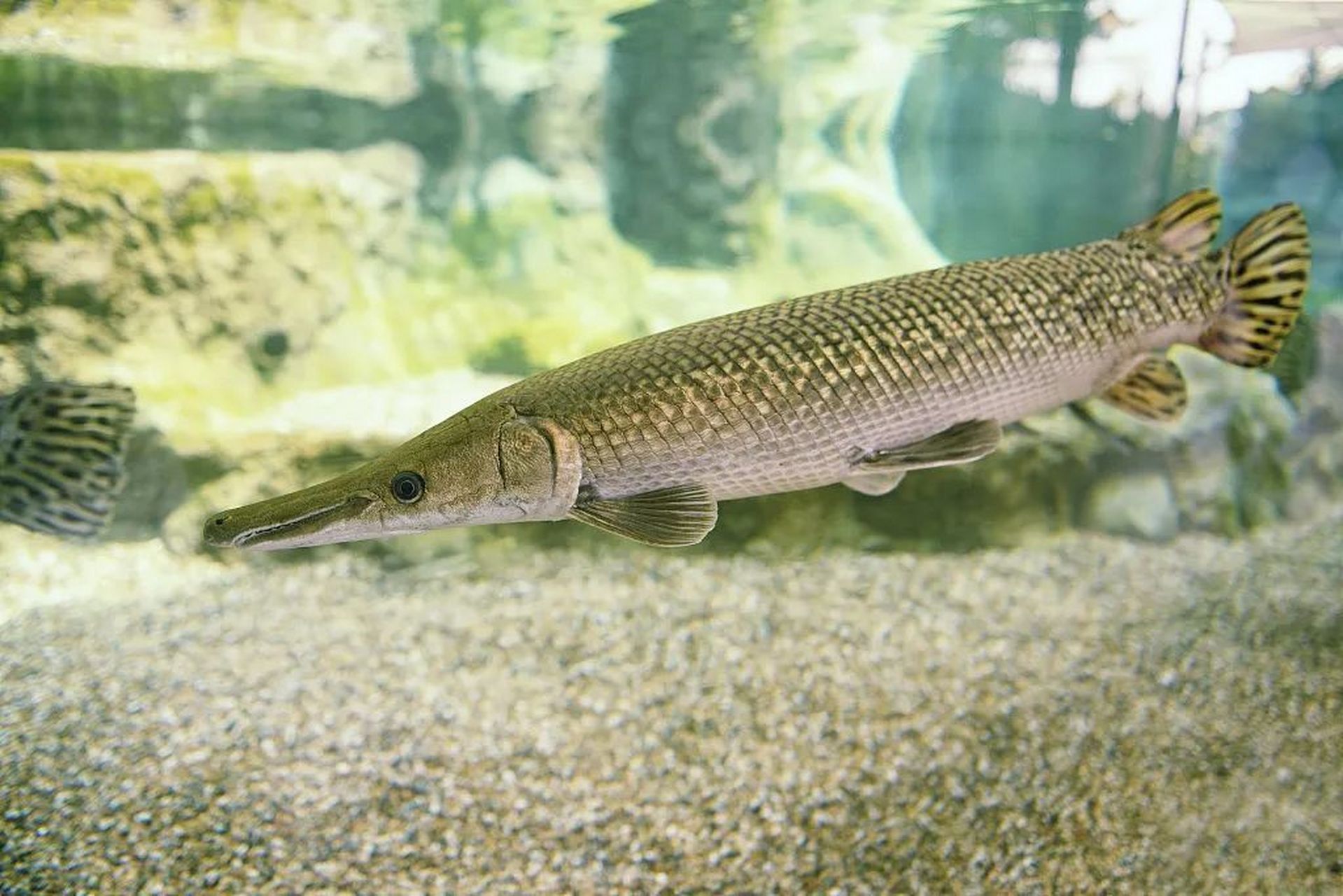 鳄雀鳝(学名:atractosteus spatula):是雀鳝目,雀鳝科,大雀鳝属动物.