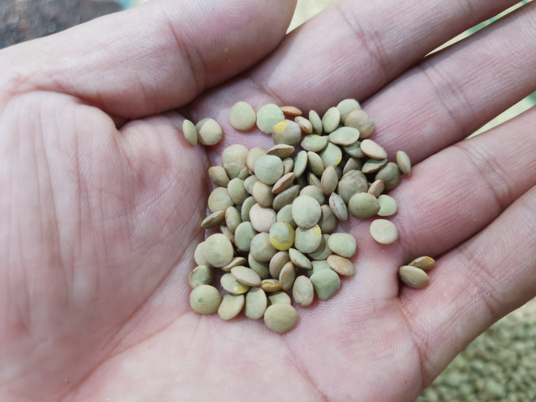 鸡眼豆,学名兵豆,也叫小扁豆,是少有的圆