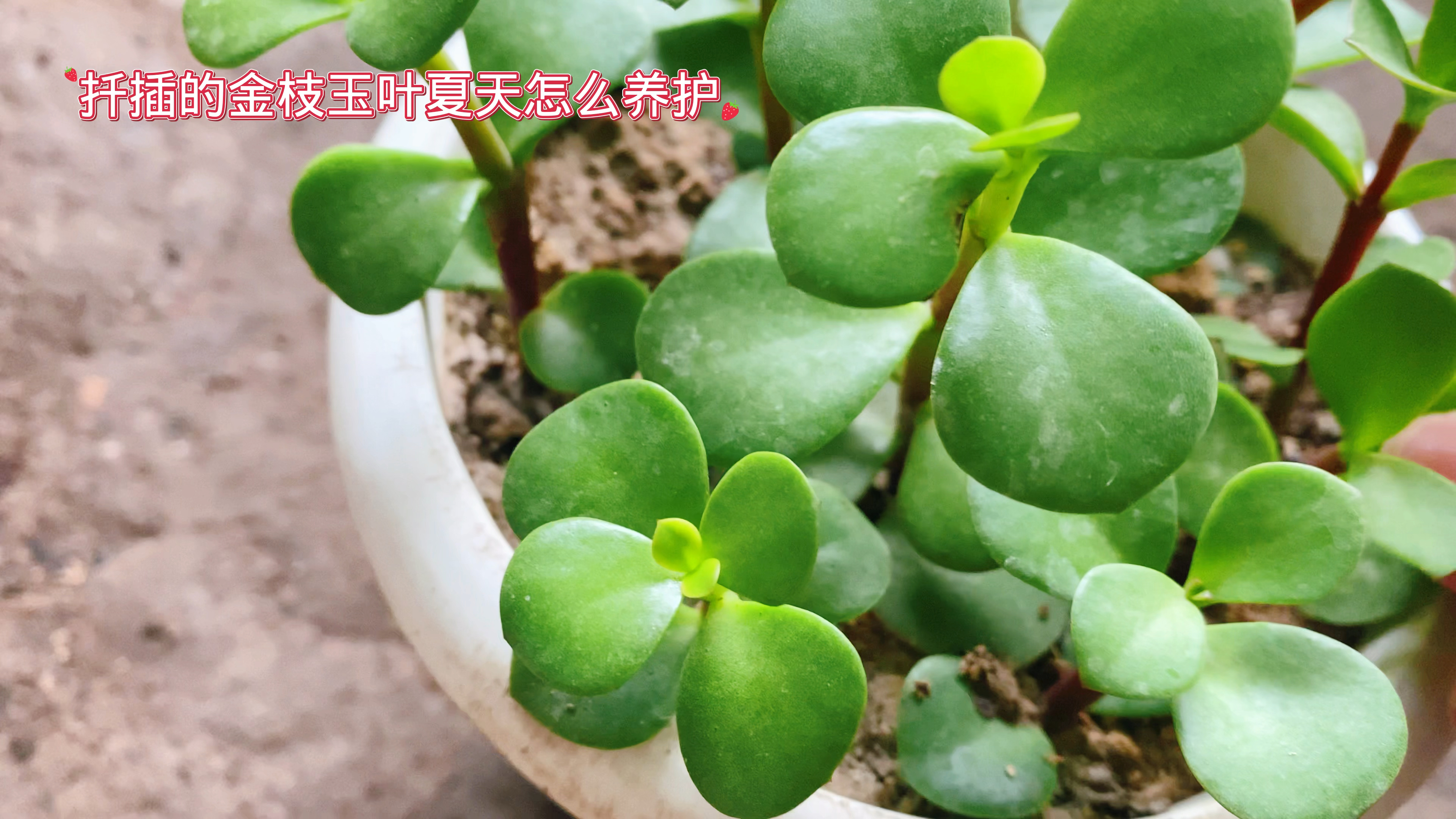 扦插的金枝玉叶夏天怎么养护