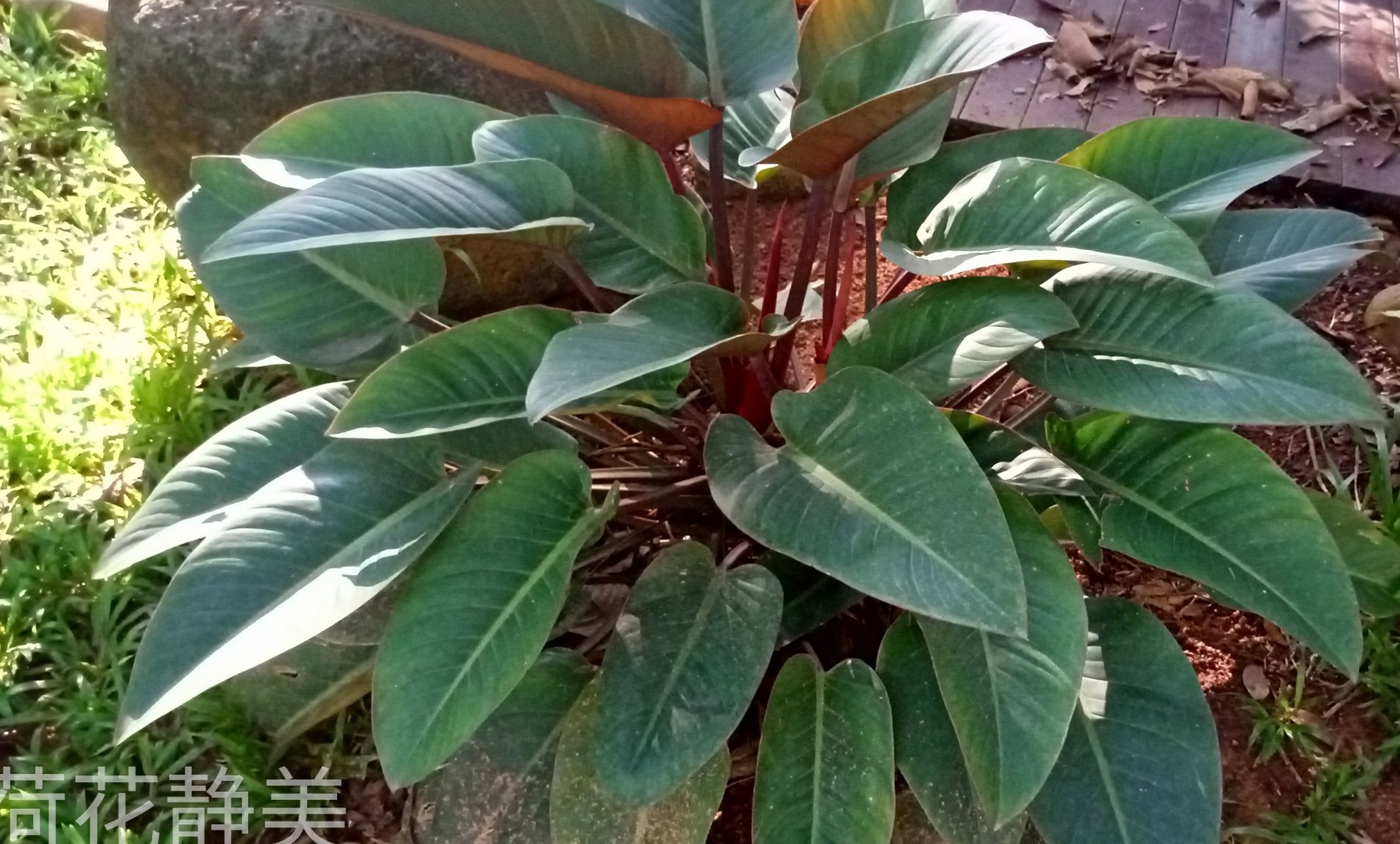生长在海南的红苞喜林芋,寓意喜庆,吉祥,幸福,和陸的美好愿望.