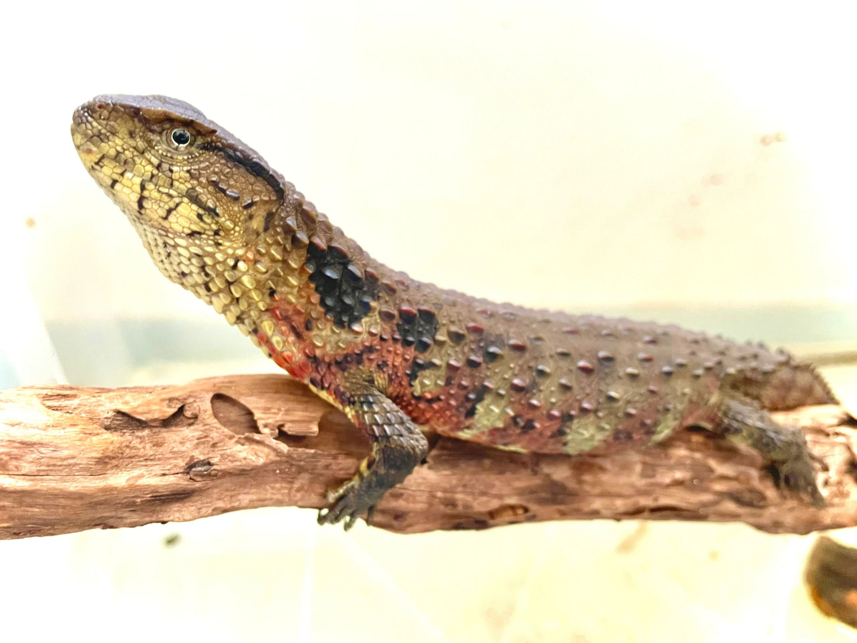 如今,瑶山鳄蜥在我国的野外种群数量已低于1000只,濒临灭绝,急