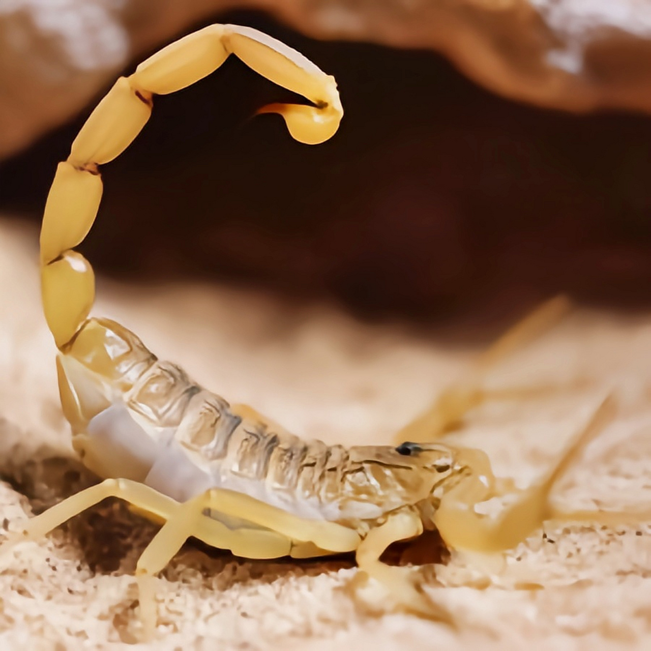 每天认识一种动物——以色列金蝎 以色列金蝎 别名中东金蝎,巴勒斯坦