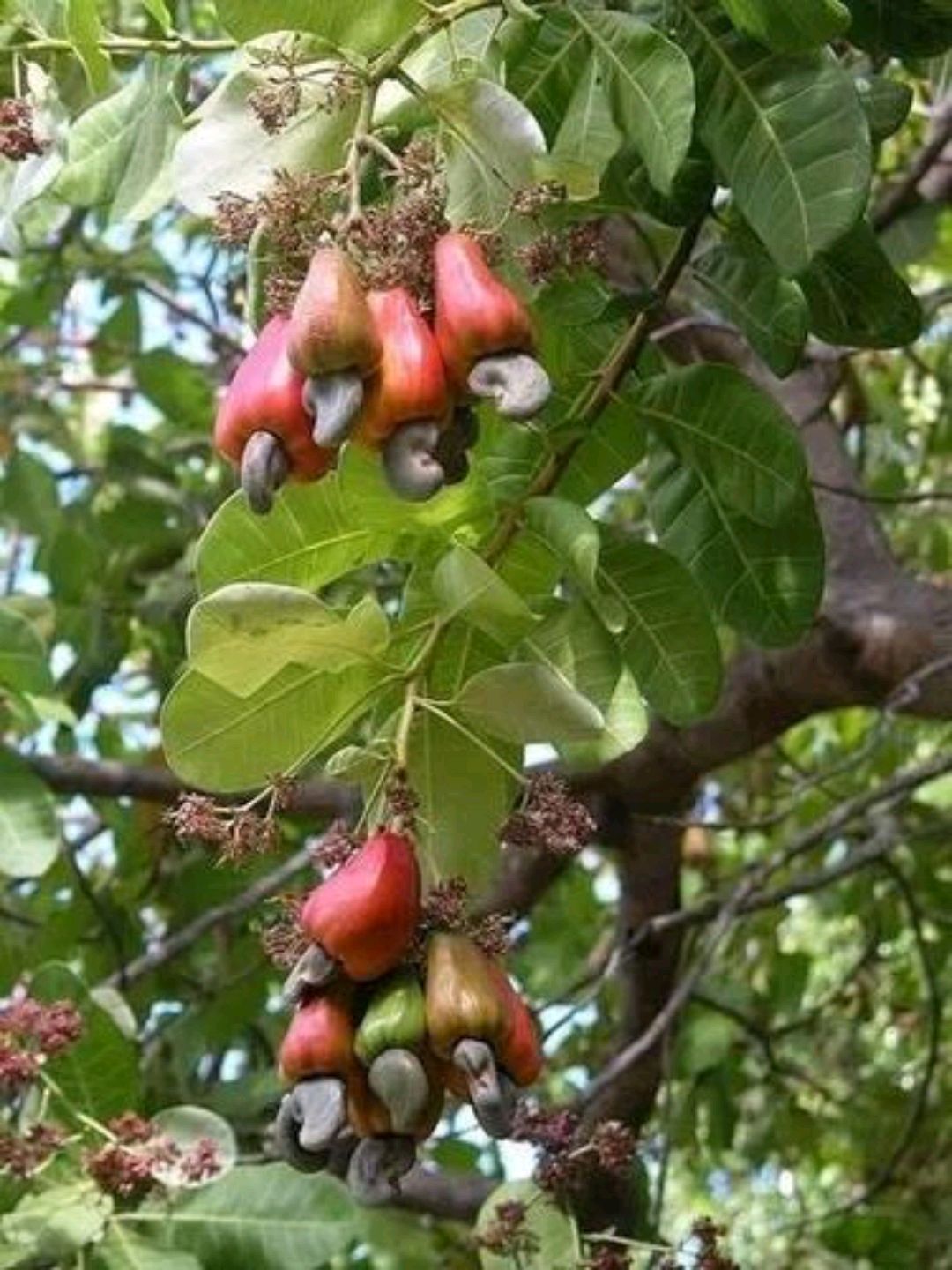 越南腰果树图片图片