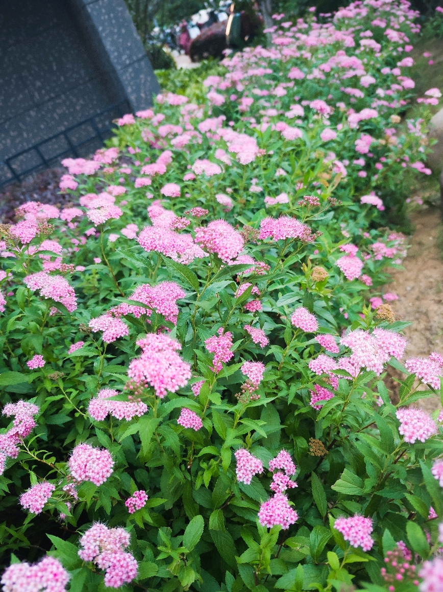 小区拾景丨粉花绣线菊