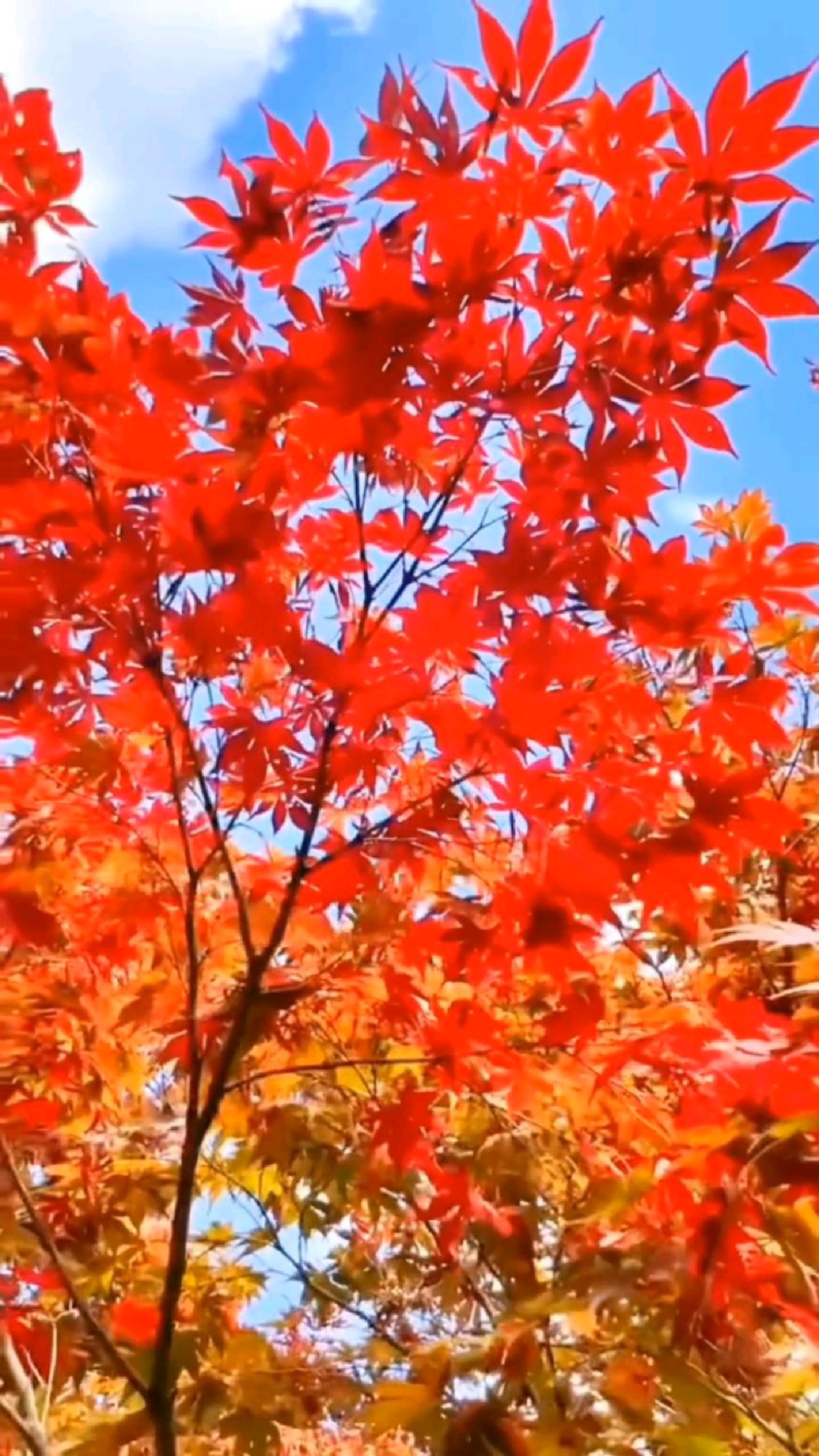 秋天最美的颜色 枫叶红