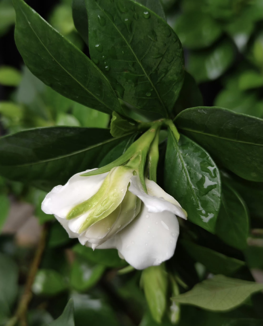 雨中栀子花 隔着屏幕都闻着清新