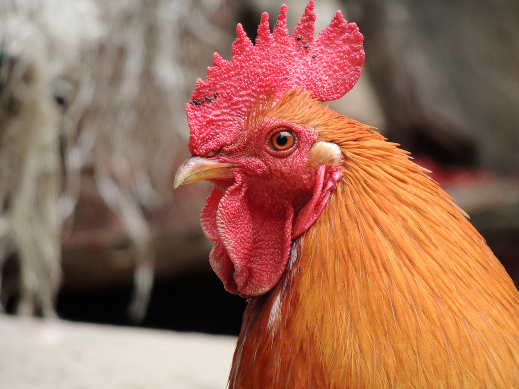 因为鸡的眼睛是固定的,无法转动,所以它们必须用转头的方式来观察