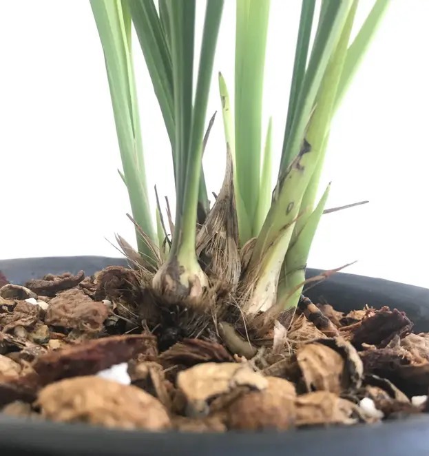 兰花烂根的几点原因及处理方法