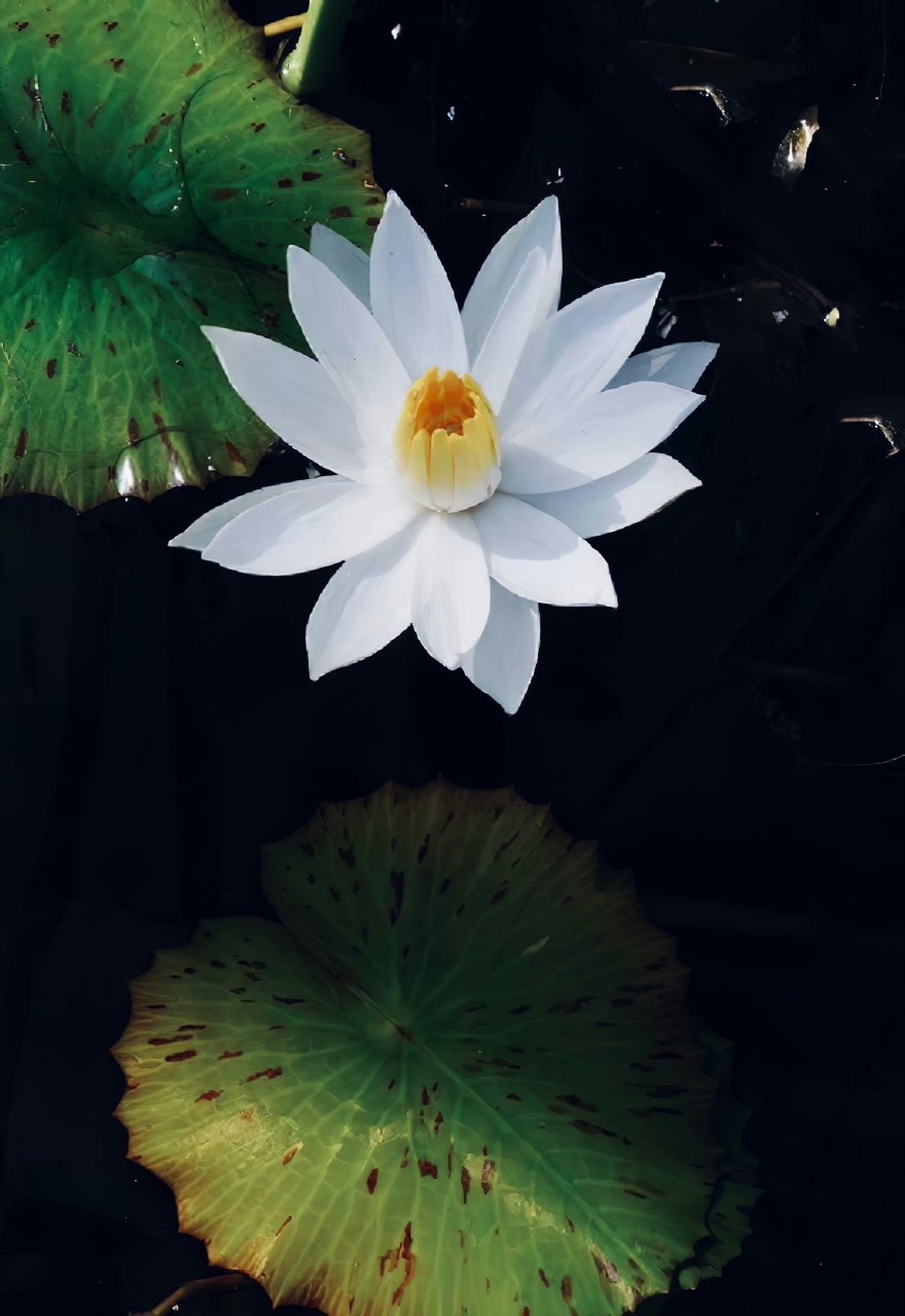 世俗了,生活每天都是限量版,努力使每一天,都开心而有意义,不为别人