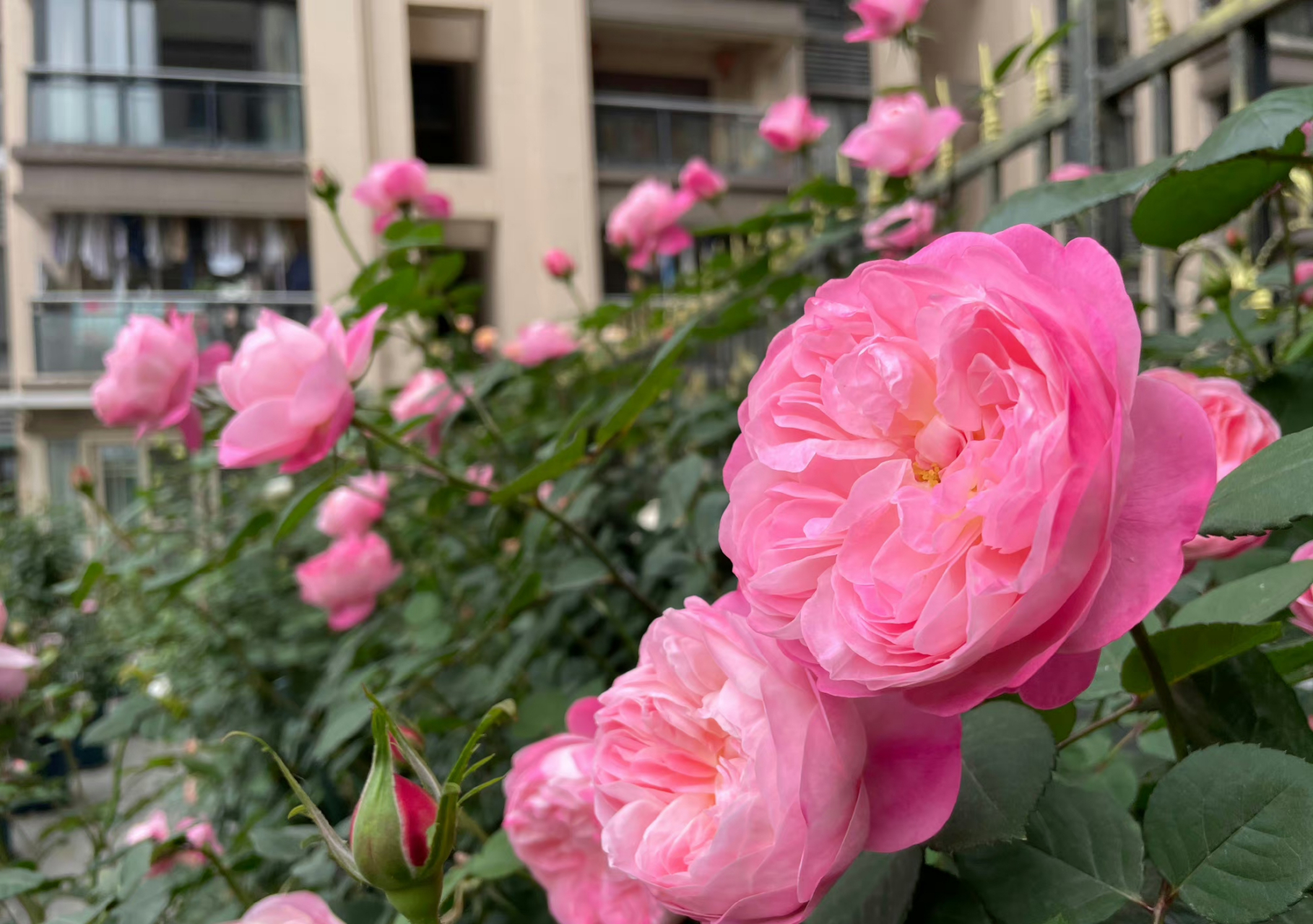 早安,今天和大家打招呼的是【梦光环】~ 日系月季梦光环像个小天使一