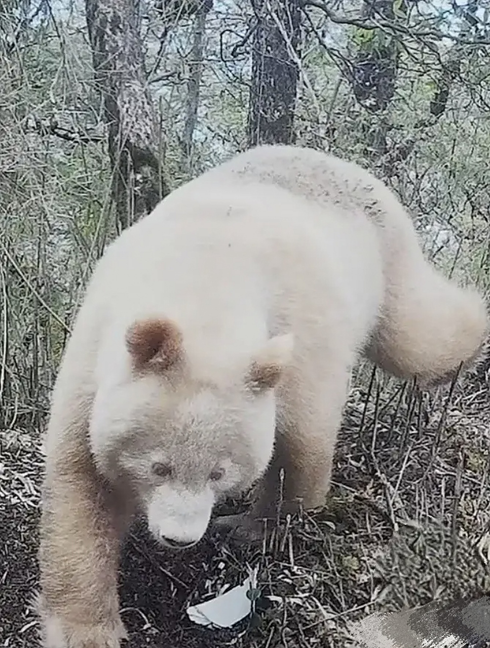 全球唯一白色大熊猫的妈妈可能是它 5月27日,四川卧龙保护区管理局