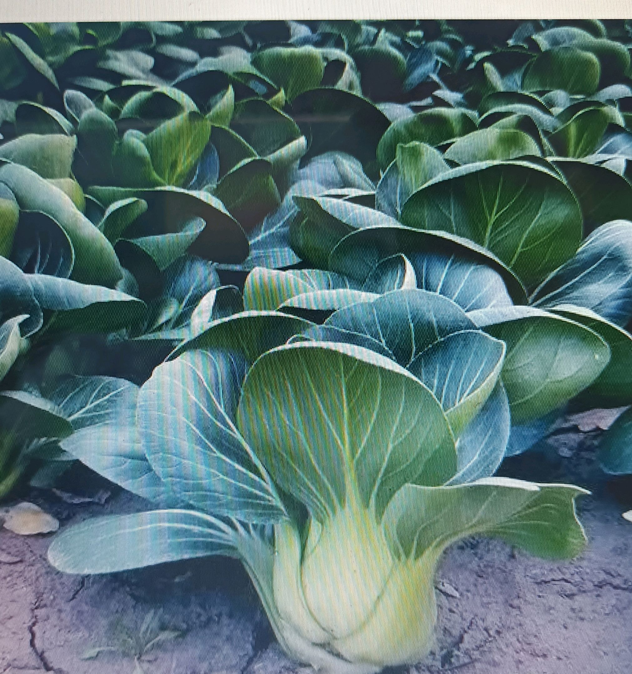 上海青与小青菜的区别