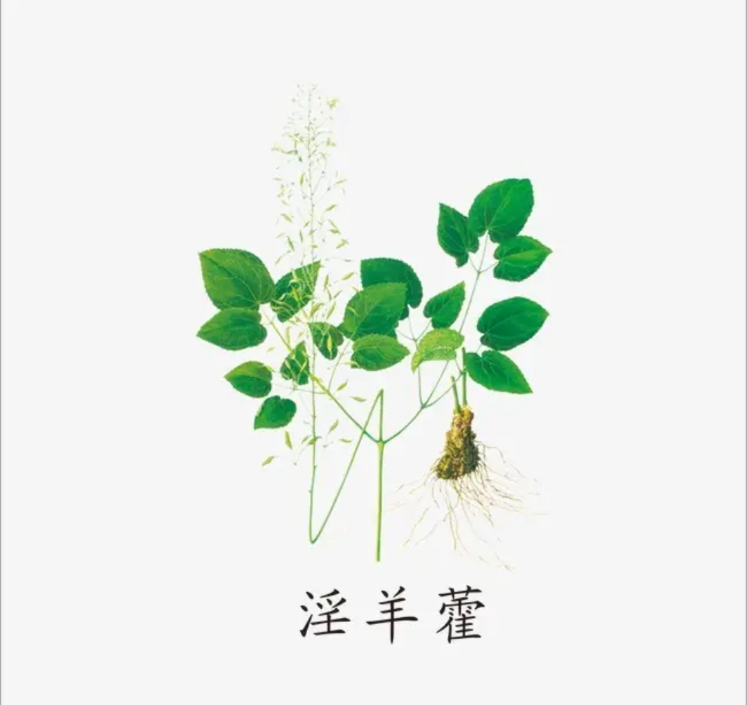 淫羊藿是生活中特别常见的野生草本植物