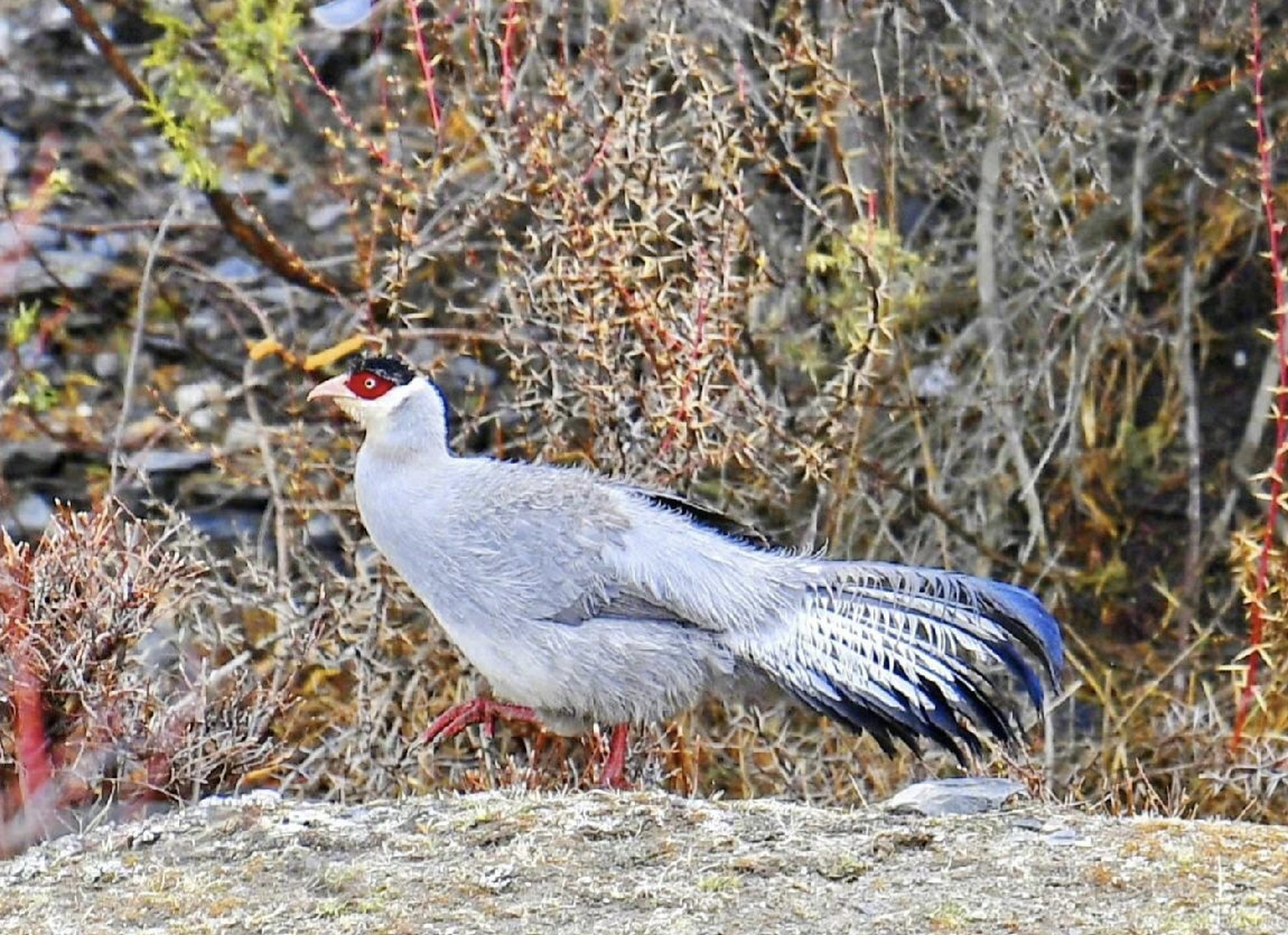 白马鸡又名雪雉,是中国特有的鸡形目雉科马鸡属鸟类, 主要分布于西藏