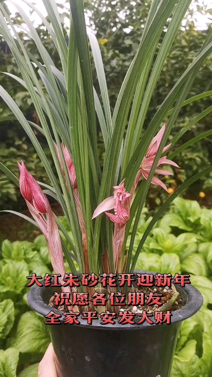 春剑大红朱砂花开迎新年祝各位兰友万事如意发大财