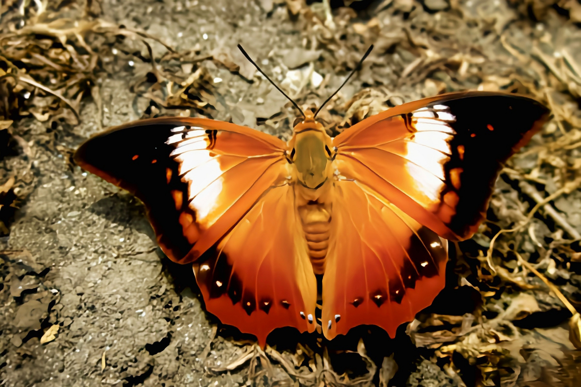 每天认识一种昆虫——白带螯蛱蝶 白带螯蛱蝶别名樟白纹蛱蝶,茶褐樟