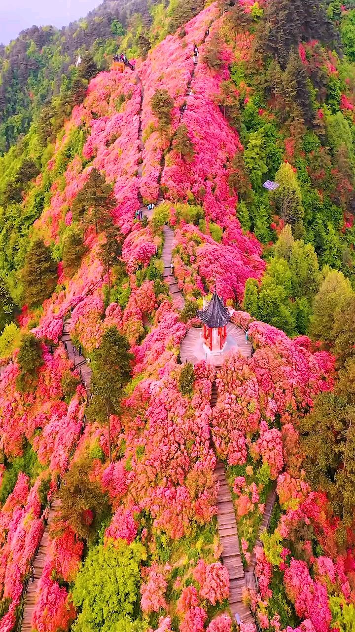 又是一年杜鹃红,湖北麻城龟峰山杜鹃花花开在即,是我所见最让人震撼的