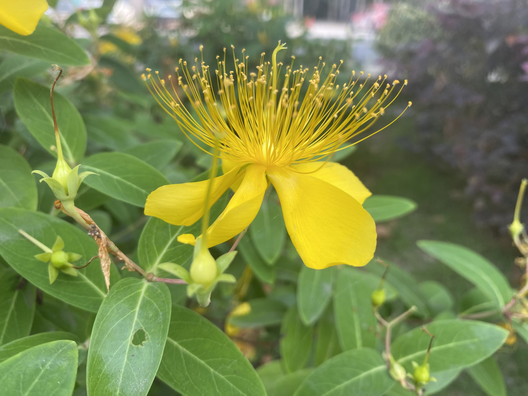 六月是它盛开的季节,绚丽多姿,不停绽放, 这种花儿还是挺皮实好看的